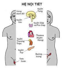 Rối loạn nội tiết có thể do các nguyên nhân